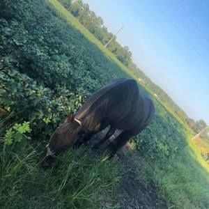 Meet your Posher, Leonard